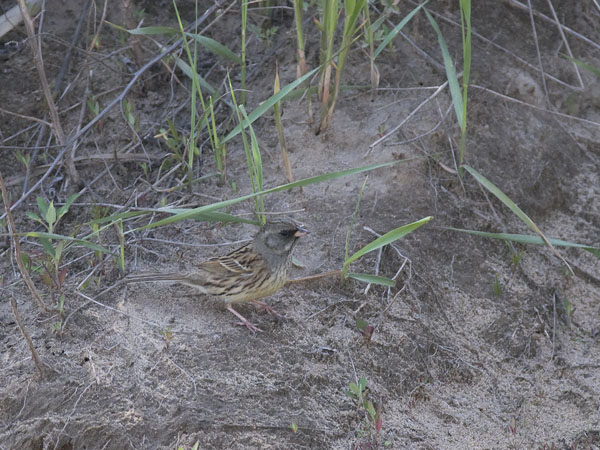 Harmaapääsirkku, Black-faced Bunting, Emberiza spodocephala
