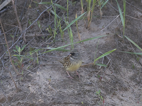 Harmaapääsirkku, Black-faced Bunting, Emberiza spodocephala