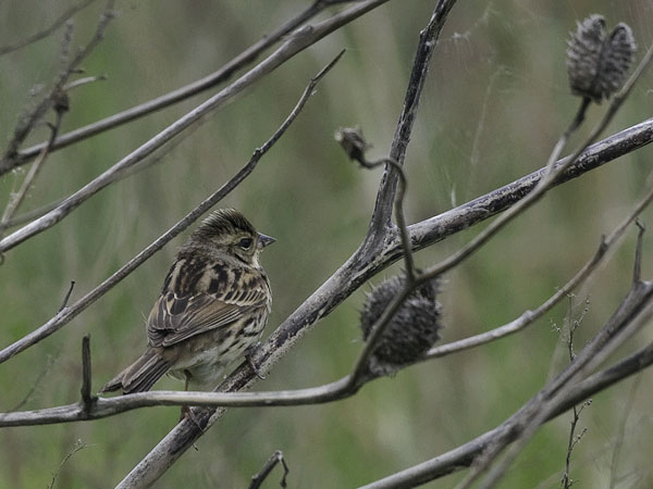 Harmaapääsirkku, Black-faced Bunting, Emberiza spodocephala