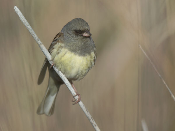 Harmaapääsirkku, Black-faced Bunting, Emberiza spodocephala