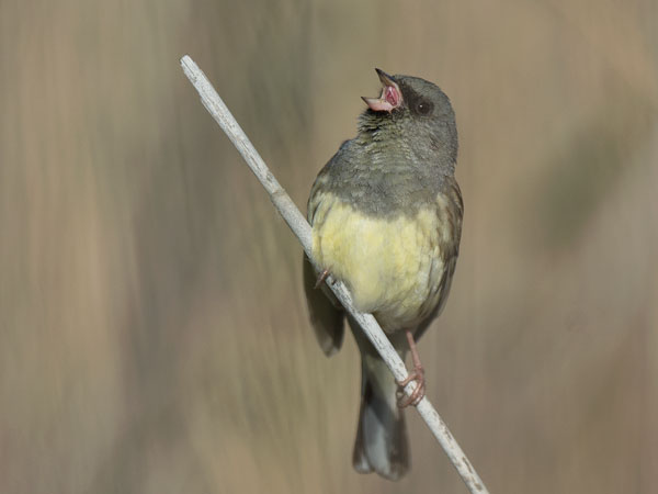 Harmaapääsirkku, Black-faced Bunting, Emberiza spodocephala