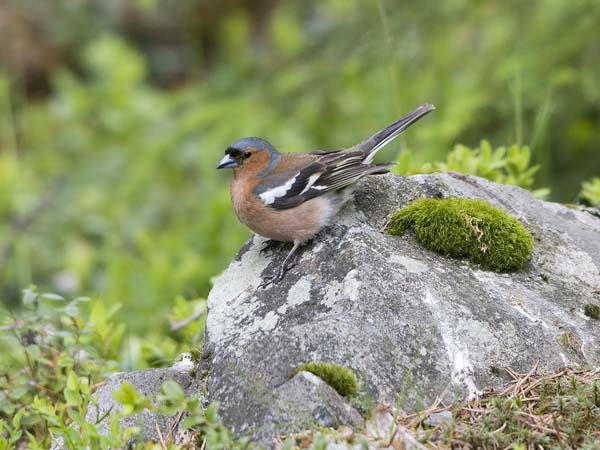 Peippo, Common Chaffinch, Fringilla coelebs