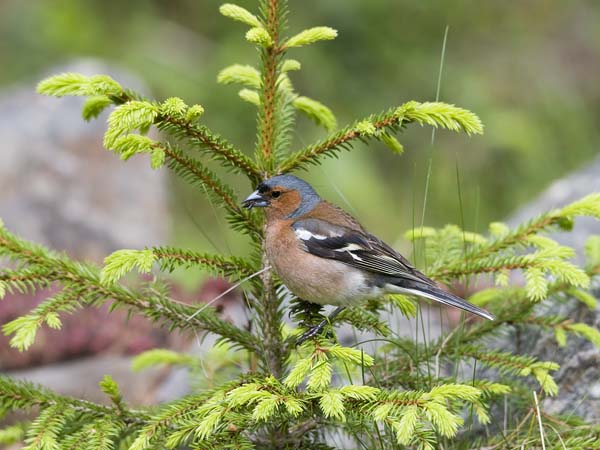 Peippo, Common Chaffinch, Fringilla coelebs