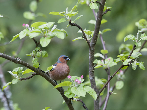 Peippo, Common Chaffinch, Fringilla coelebs