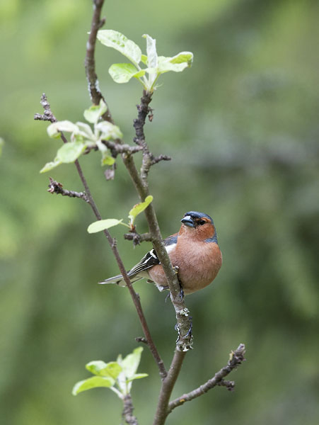 Peippo, Common Chaffinch, Fringilla coelebs