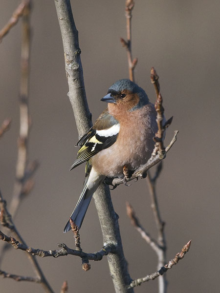 Peippo, Common Chaffinch, Fringilla coelebs