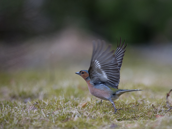 Peippo, Common Chaffinch, Fringilla coelebs