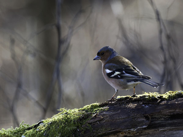 Peippo, Common Chaffinch, Fringilla coelebs