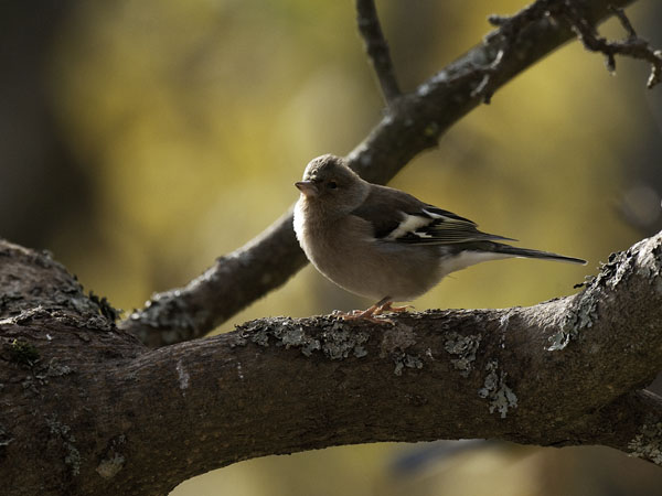 Peippo, Common Chaffinch, Fringilla coelebs