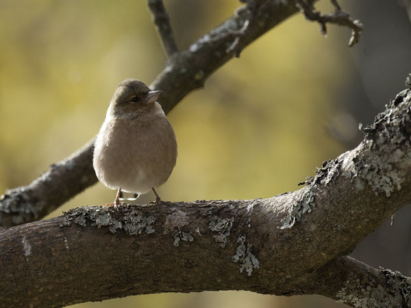 Peippo, Common Chaffinch, Fringilla coelebs