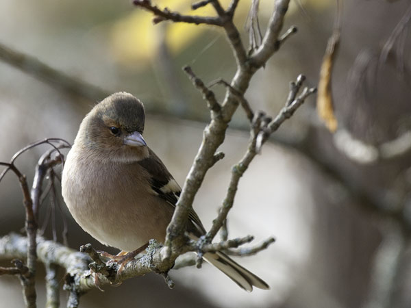 Peippo, Common Chaffinch, Fringilla coelebs