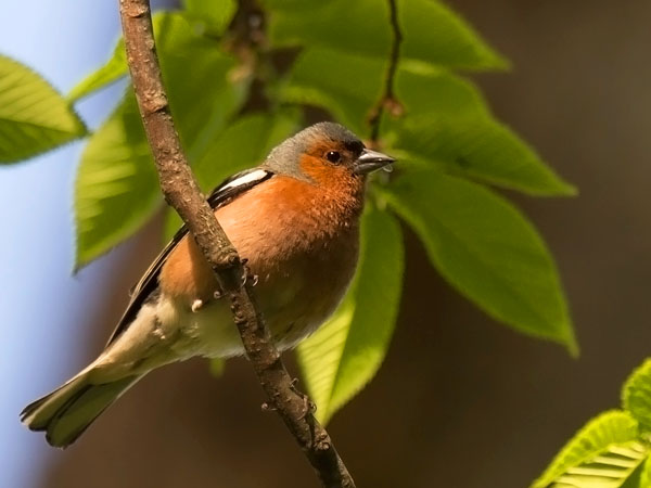 Peippo, Common Chaffinch, Fringilla coelebs