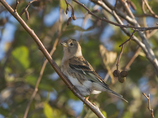 Järripeippo, Brambling, Fringilla montifringilla