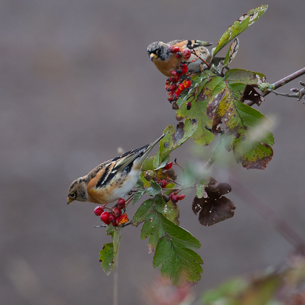 Järripeippo, Brambling, Fringilla montifringilla