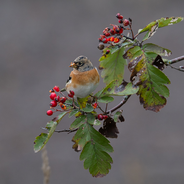 Järripeippo, Brambling, Fringilla montifringilla