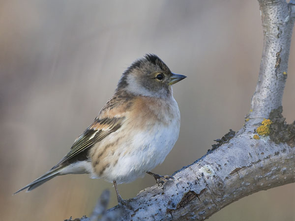 Järripeippo, Brambling, Fringilla montifringilla