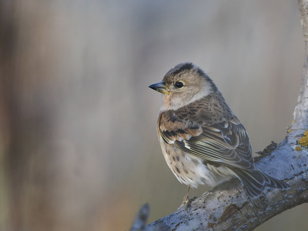 Järripeippo, Brambling, Fringilla montifringilla