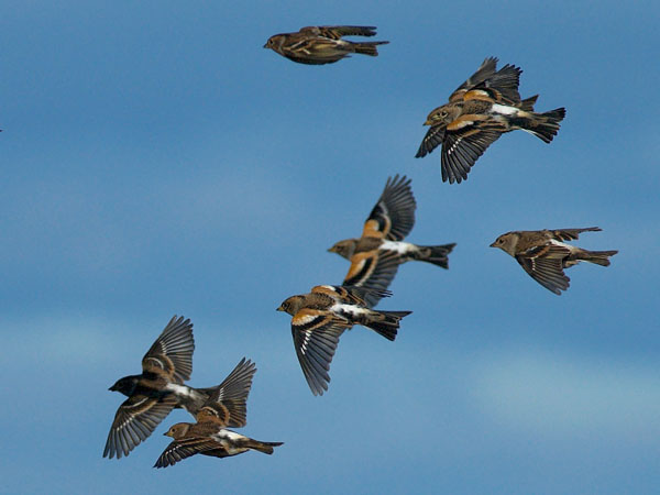 Järripeippo, Brambling, Fringilla montifringilla