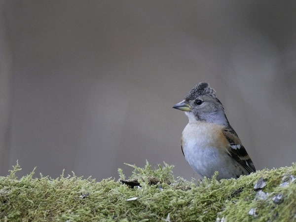 Järripeippo, Brambling, Fringilla montifringilla