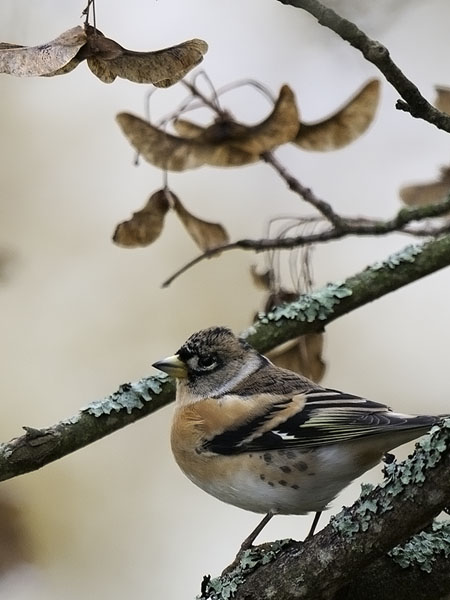 Järripeippo, Brambling, Fringilla montifringilla