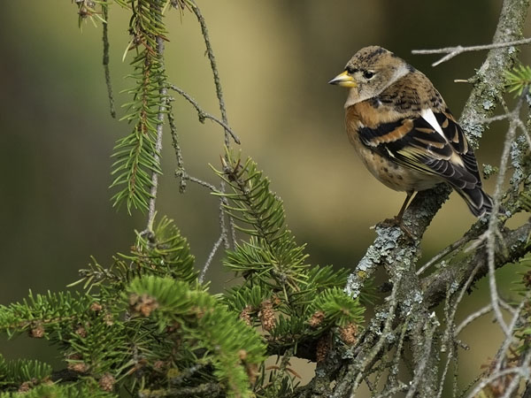 Järripeippo, Brambling, Fringilla montifringilla