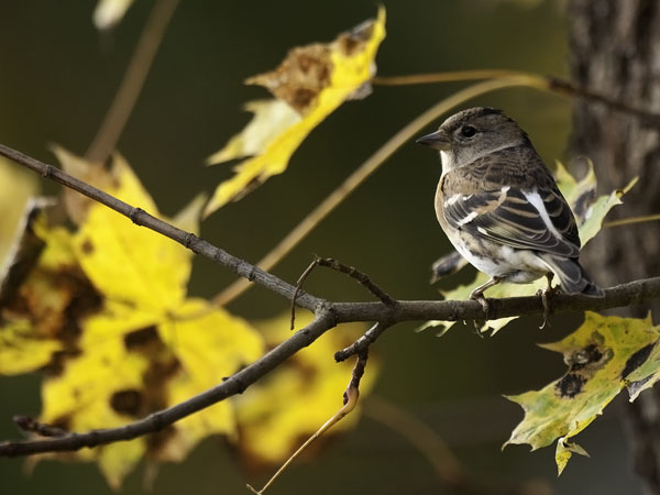 Järripeippo, Brambling, Fringilla montifringilla