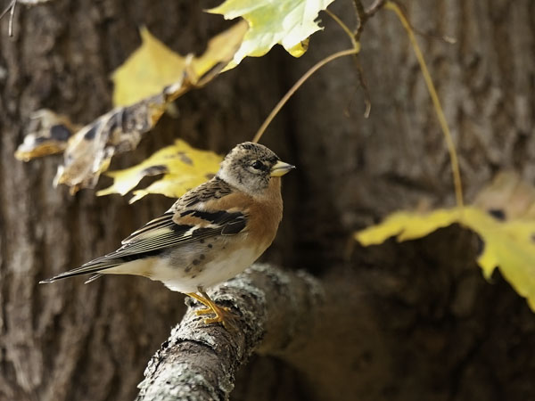 Järripeippo, Brambling, Fringilla montifringilla