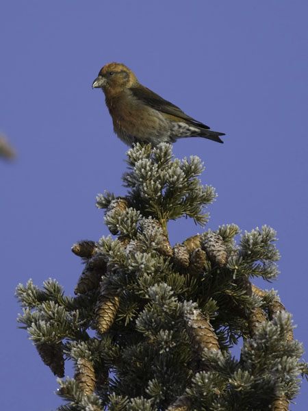 Pikkukäpylintu, Red Crossbill, Loxia curvirostra
