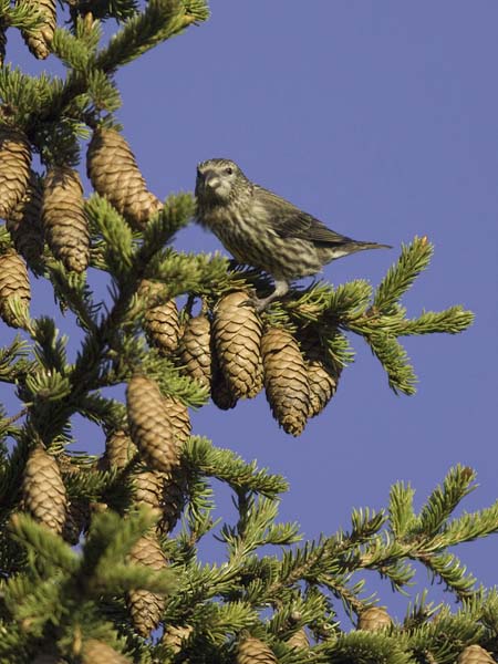 Pikkukäpylintu, Red Crossbill, Loxia curvirostra