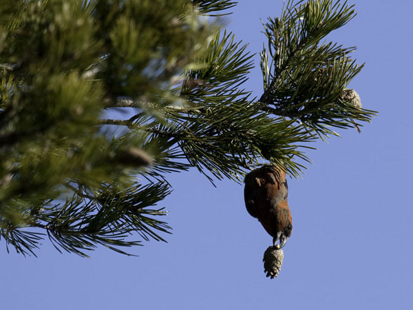 Pikkukäpylintu, Red Crossbill, Loxia curvirostra