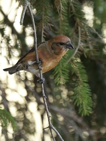 Pikkukäpylintu, Red Crossbill, Loxia curvirostra