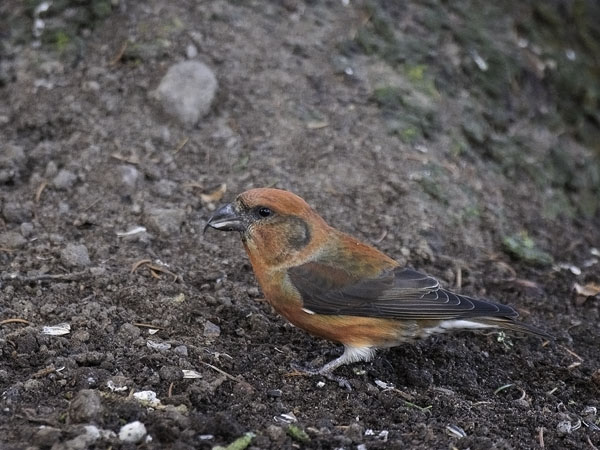 Pikkukäpylintu, Red Crossbill, Loxia curvirostra
