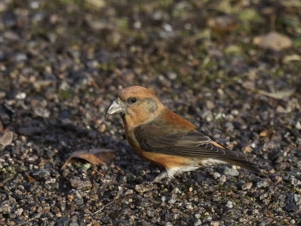Pikkukäpylintu, Red Crossbill, Loxia curvirostra