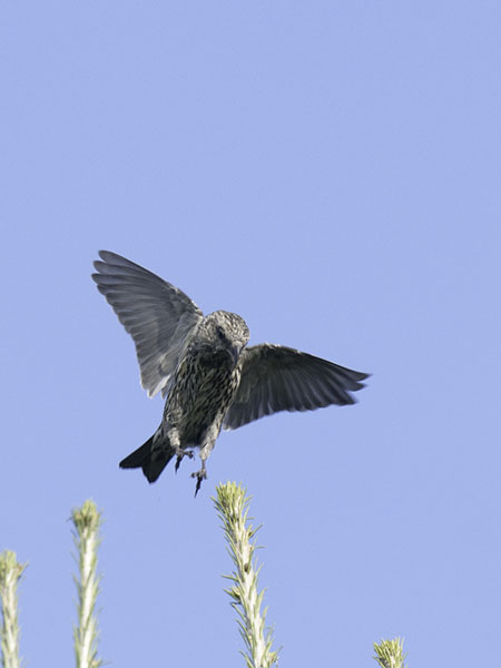 Pikkukäpylintu, Red Crossbill, Loxia curvirostra
