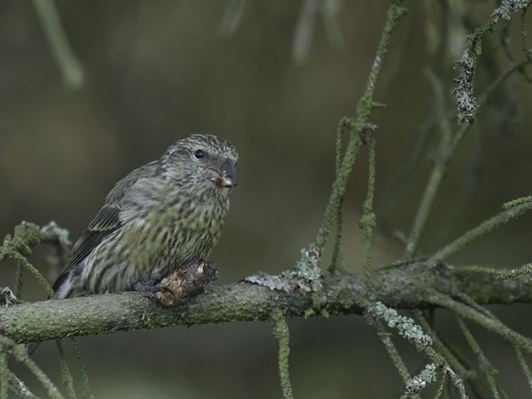 Pikkukäpylintu, Red Crossbill, Loxia curvirostra