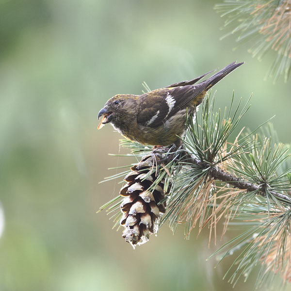 Kirjosiipikäpylintu, Two-barred Crossbill, Loxia leucoptera