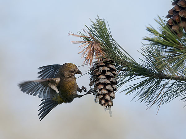 Kirjosiipikäpylintu, Two-barred Crossbill, Loxia leucoptera