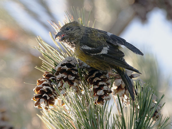 Kirjosiipikäpylintu, Two-barred Crossbill, Loxia leucoptera