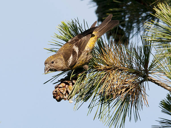 Kirjosiipikäpylintu, Two-barred Crossbill, Loxia leucoptera