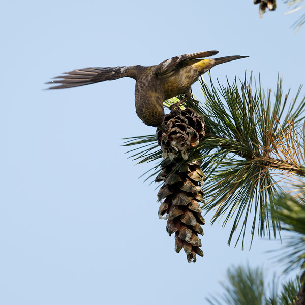 Kirjosiipikäpylintu, Two-barred Crossbill, Loxia leucoptera