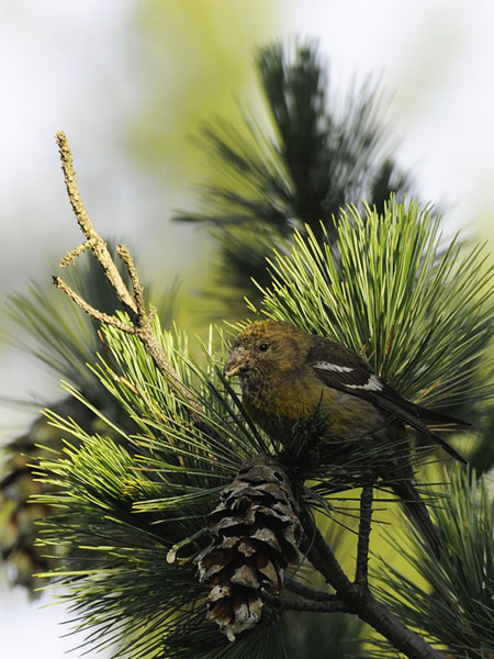 Kirjosiipikäpylintu, Two-barred Crossbill, Loxia leucoptera