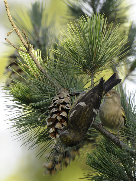 Kirjosiipikäpylintu, Two-barred Crossbill, Loxia leucoptera