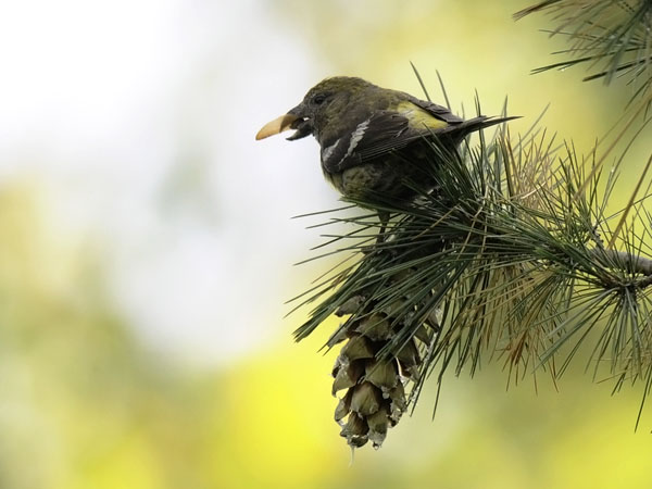 Kirjosiipikäpylintu, Two-barred Crossbill, Loxia leucoptera