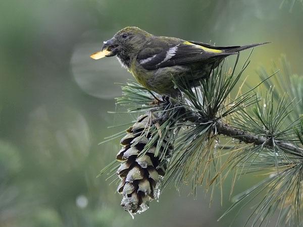 Kirjosiipikäpylintu, Two-barred Crossbill, Loxia leucoptera