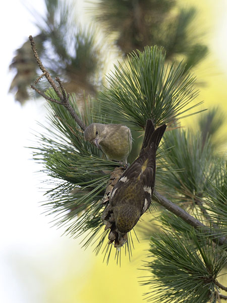 Kirjosiipikäpylintu, Two-barred Crossbill, Loxia leucoptera