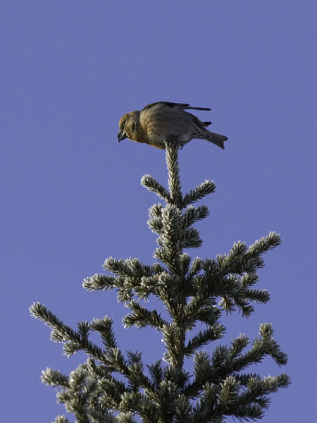 Isokäpylintu, Parrot Crossbill, Loxia pytyopsittacus