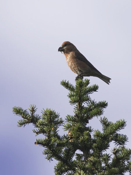Isokäpylintu, Parrot Crossbill, Loxia pytyopsittacus