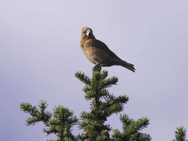 Isokäpylintu, Parrot Crossbill, Loxia pytyopsittacus