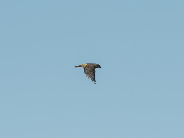 Isokäpylintu, Parrot Crossbill, Loxia pytyopsittacus