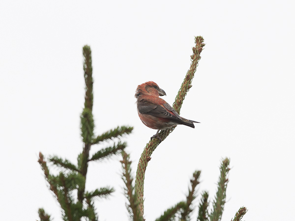 Isokäpylintu, Parrot Crossbill, Loxia pytyopsittacus